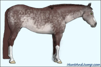 Horse Color:Platinum Chocolate Buckskin 