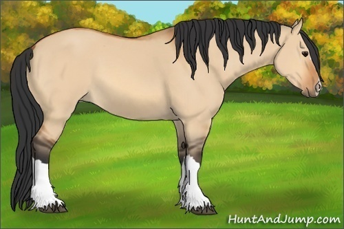 Horse Color:Bay Dun