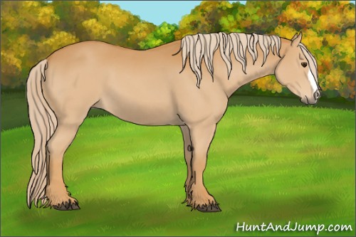 Horse Color:Palomino 