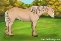 Horse Color:Palomino