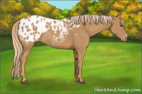 Horse Color:Chestnut Appaloosa 