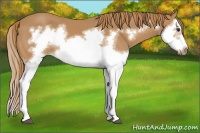 Horse Color:Chestnut Splash Frame