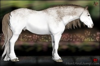 Horse Color:White Spotted Liver Chestnut Splash 