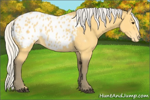 Horse Color:Silver Buckskin Blanket