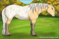Horse Color:Silver Buckskin Blanket