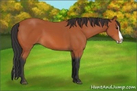 Horse Color:Bay Splash 