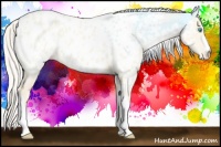 Horse Color:Cremello Dun Appaloosa 