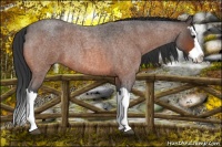Horse Color:Bay Roan Splash 