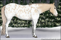 Horse Color:White Spotted Silver Buckskin Roan Dun Near Leopard 