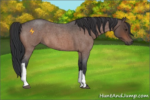 Horse Color:Bay Roan 