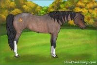 Horse Color:Bay Roan 