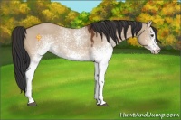 Horse Color:White Spotted Bay Dun 