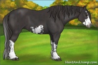 Horse Color:Black Splash Frame and Smoky Black Splash Frame