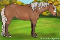 Horse Color:Silver Bay 