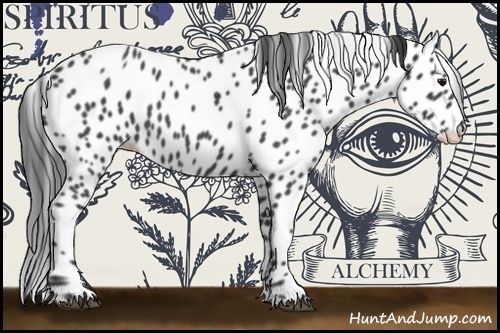 Horse Color:Blue Roan Appaloosa 