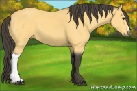 Horse Color:Buckskin 