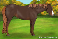 Horse Color:Gray Chestnut Splash 