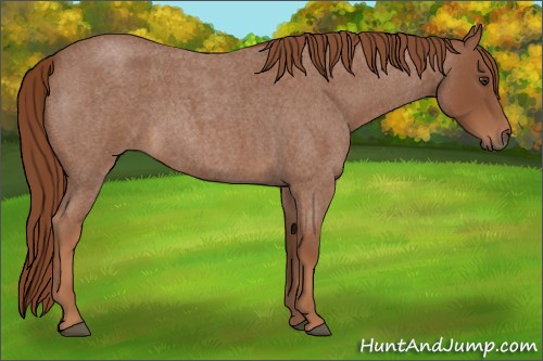 Horse Color:Red Roan 