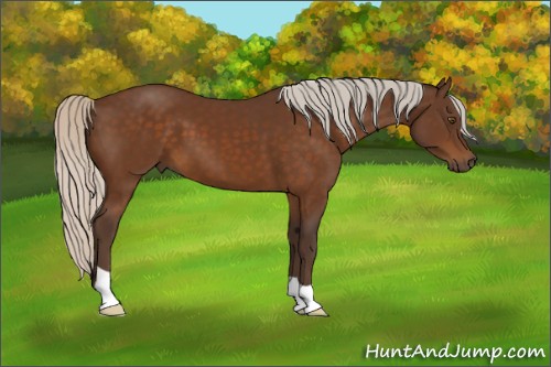 Horse Color:Silver Buckskin 
