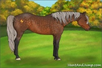 Horse Color:Silver Buckskin 