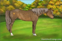 Horse Color:Chocolate Palomino 