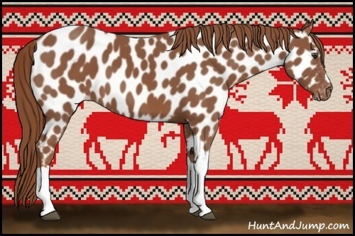 Horse Color:Chestnut Appaloosa