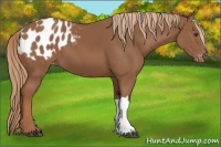 Horse Color:Chestnut Appaloosa 