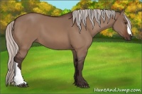 Horse Color:Silver Brown Dun 