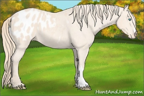 Horse Color:Perlino Appaloosa 