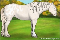 Horse Color:Perlino Appaloosa 