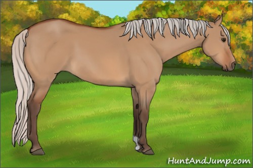 Horse Color:Silver Bay Dun 