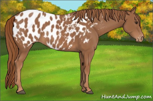 Horse Color:Chestnut Appaloosa 