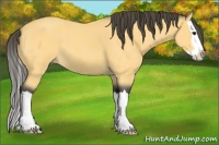 Horse Color:Buckskin Roan Splash 