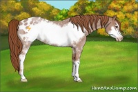Horse Color:White Spotted Red Roan Frame Appaloosa