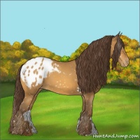 Horse Color:Sable Cream Champagne Appaloosa 