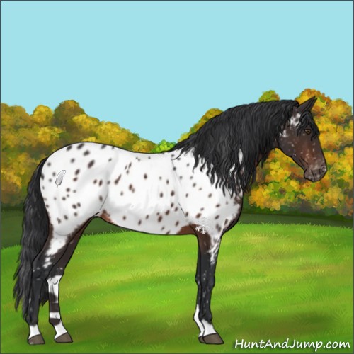 Horse Color:Brown Appaloosa 