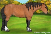 Horse Color:Bay and Bay