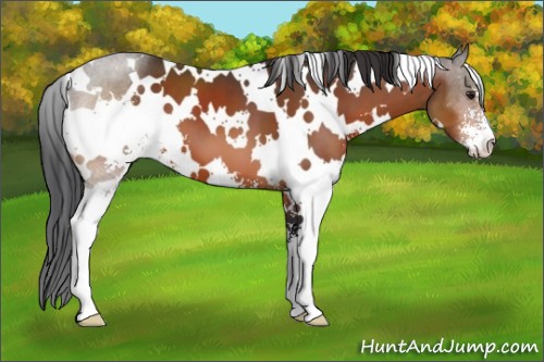 Horse Color:White Spotted Brown Sabino 