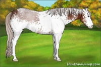 Horse Color:White Spotted Silver Brown Sabino Rabicano
