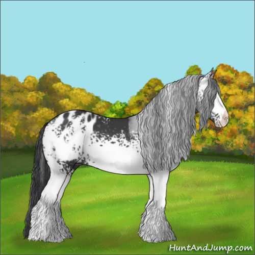 Horse Color:White Spotted Black Sabino Appaloosa