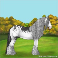 Horse Color:White Spotted Black Sabino Appaloosa 