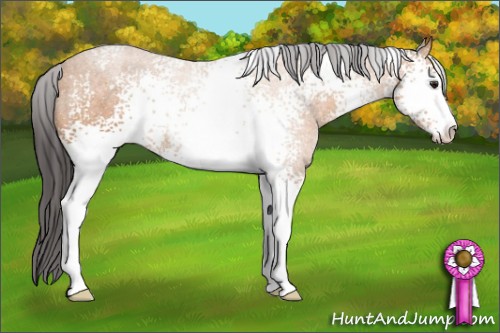 Horse Color:White Spotted Buckskin Sabino 