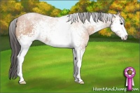 Horse Color:White Spotted Buckskin Sabino