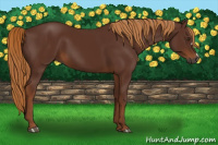 Horse Color:Gray Chestnut 