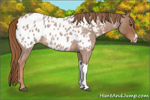 Horse Color:Red Roan Appaloosa 