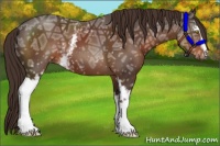 Horse Color:White Spotted Liver Chestnut Ice 