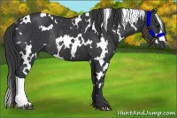 Horse Color:White Spotted Black Rabicano 