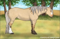 Horse Color:Silver Buckskin Dun