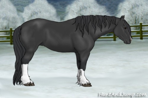 Horse Color:Black 
