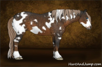 Horse Color:Gray White Spotted Chocolate Palomino Frame 